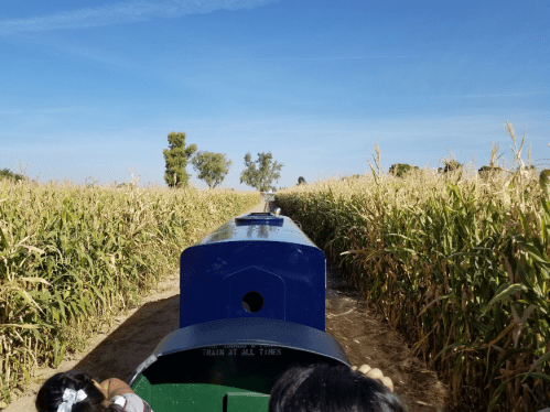 View from a train traveling through a cornfield under a clear blue sky.