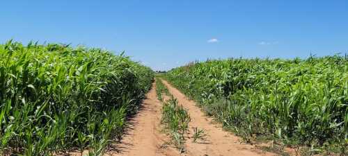 A dirt path between tall green cornfields under a clear blue sky.