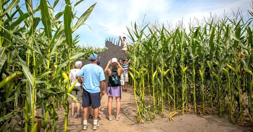 A group of people walking through a corn maze, with one person climbing a structure above the corn.