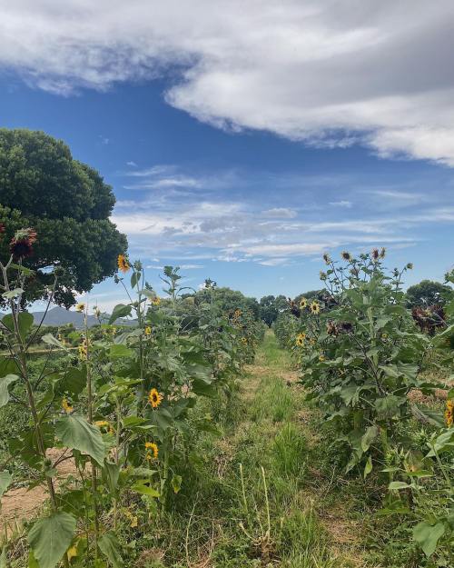 A pathway lined with tall sunflowers under a blue sky with scattered clouds. Lush greenery surrounds the scene.