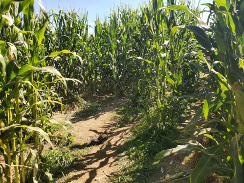 A narrow path winding through tall, green corn stalks under a clear blue sky.