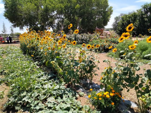 A vibrant garden filled with tall sunflowers, surrounded by greenery and colorful flowers under a clear blue sky.