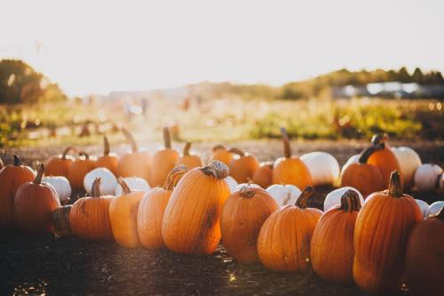 A field of pumpkins in various shades, basking in warm sunlight during autumn.