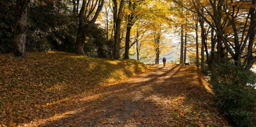 A serene path lined with autumn trees, covered in fallen leaves, with a person walking in the distance.