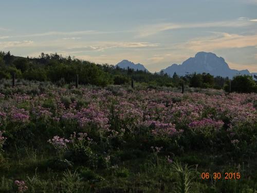 A field of pink flowers in the foreground with mountains and a cloudy sky in the background.