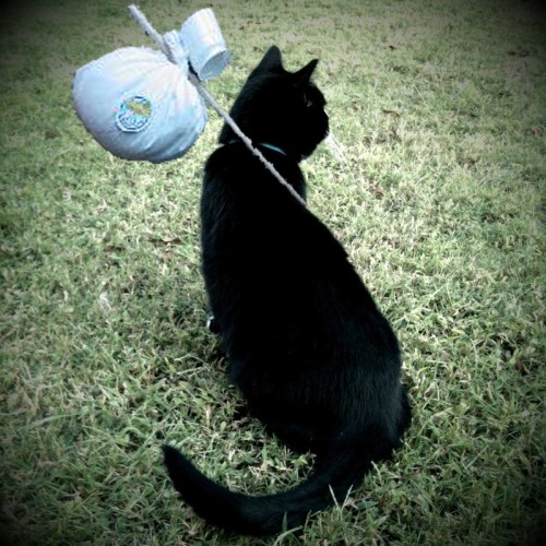 A black cat sits on grass, with a small bag tied to a stick resting on its back, resembling a hobo's bundle.