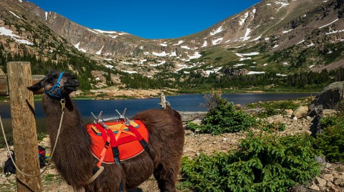A llama with a bright orange pack stands near a serene lake, surrounded by mountains and greenery under a clear blue sky.