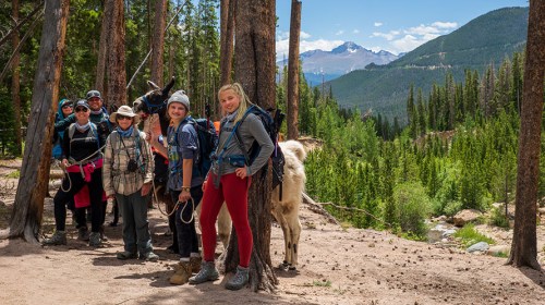 A group of hikers poses with llamas in a forested area, mountains visible in the background on a sunny day.
