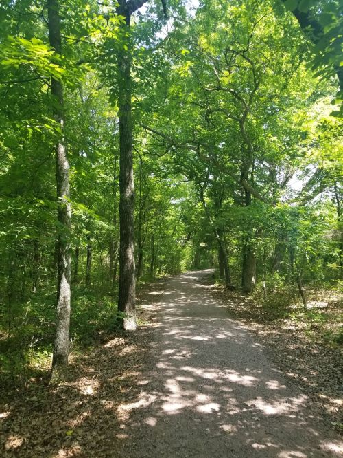 A sunlit path winding through a lush, green forest with tall trees and dappled sunlight on the ground.