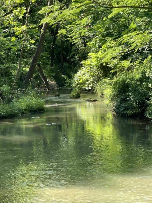 A serene forest scene with a calm stream surrounded by lush green foliage and sunlight filtering through the trees.