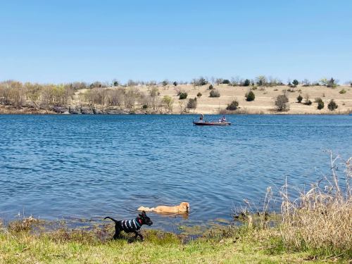 A black dog runs along the shore while a golden retriever swims in a lake, with a boat in the background on a clear day.