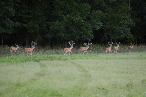 A group of deer with antlers walking through a grassy field near a tree line.
