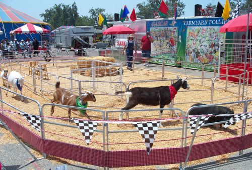 Goats in colorful bandanas walk in a fenced area at a fair, with tents and flags in the background.