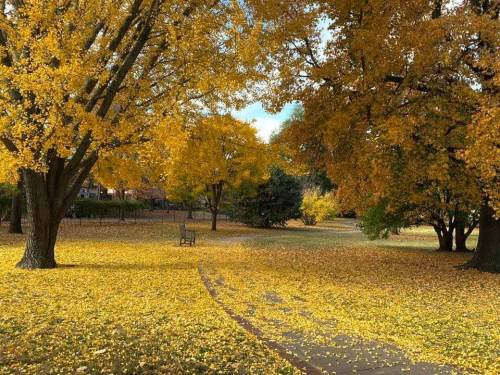 A serene park scene with vibrant yellow trees and a path covered in fallen leaves. A bench is visible in the distance.