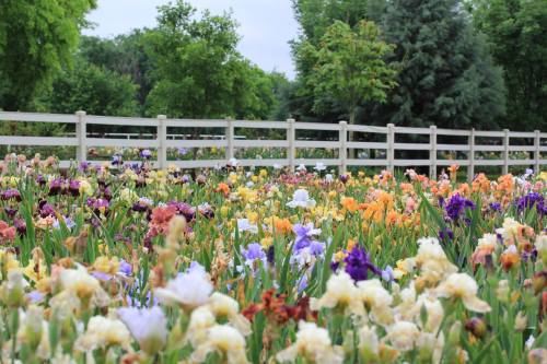 A vibrant field of colorful irises in bloom, with a wooden fence and lush greenery in the background.
