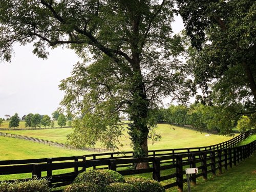 A lush green landscape with a large tree and a wooden fence, overlooking rolling hills and distant trees.