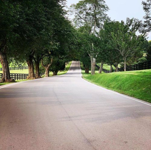 A winding road lined with trees, leading into the distance, with a grassy area and a wooden fence on one side.