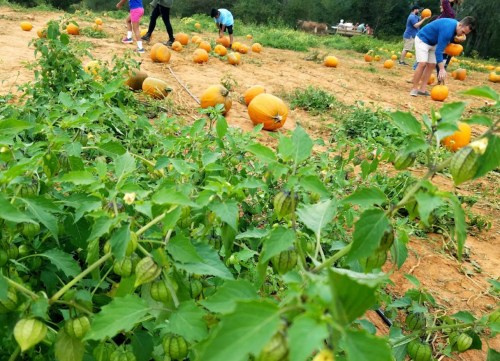 A pumpkin patch with people picking pumpkins, surrounded by green plants and orange pumpkins scattered across the field.