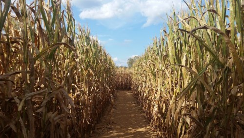 A narrow path through tall, dry corn stalks under a blue sky with scattered clouds.
