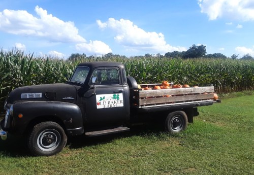 A vintage black pickup truck parked in a field, loaded with pumpkins, with cornfields and blue skies in the background.