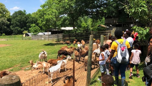 A group of children and adults observe goats in a farm setting, surrounded by green grass and trees.