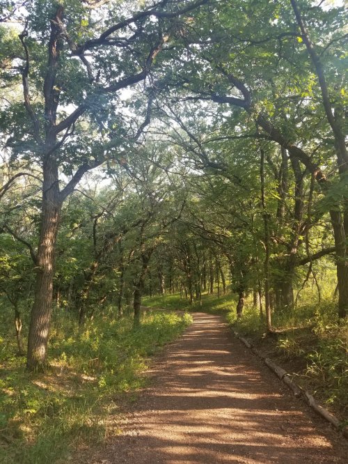 A serene forest path lined with trees, dappled sunlight filtering through the leaves.