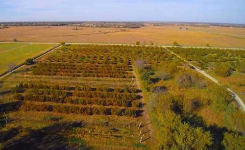 Aerial view of a vast landscape with rows of trees and shrubs, surrounded by open fields under a clear blue sky.