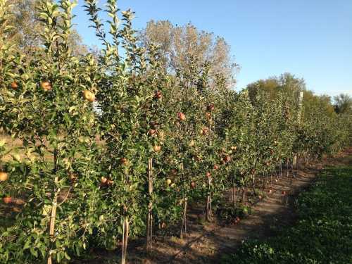 A row of apple trees with ripe apples, set against a clear blue sky and green grass.