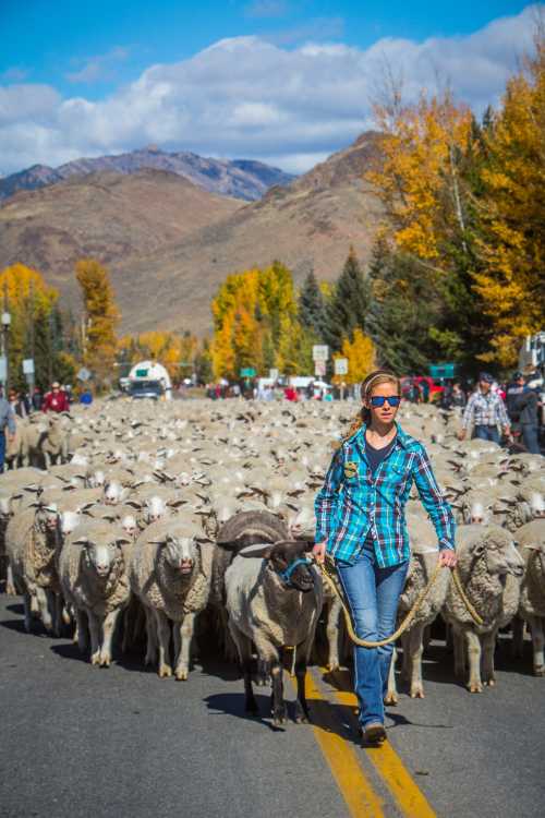 A woman in a plaid shirt leads a large flock of sheep down a road, surrounded by autumn trees and mountains.