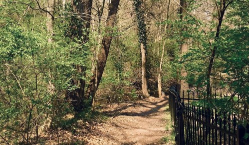 A winding dirt path through a lush green forest, bordered by trees and a black metal fence.