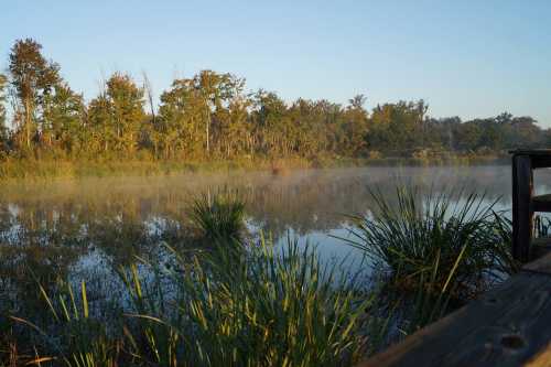 A serene wetland scene at dawn, with mist rising over calm water and lush greenery surrounding the shore.