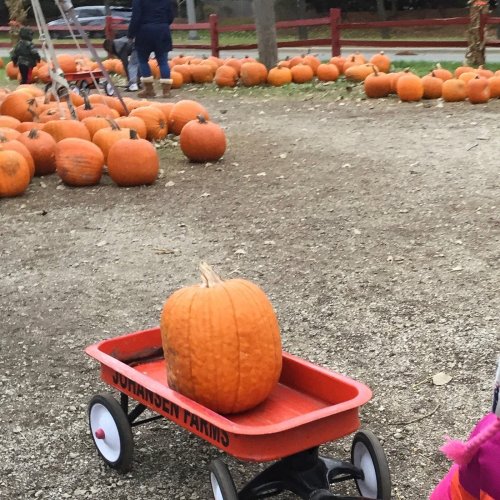 A red wagon with a pumpkin sits in a pumpkin patch, surrounded by many pumpkins on the ground.