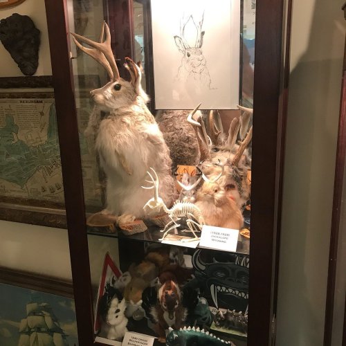 Display case featuring mounted animal specimens, including deer antlers and a taxidermy rabbit, alongside various artifacts.