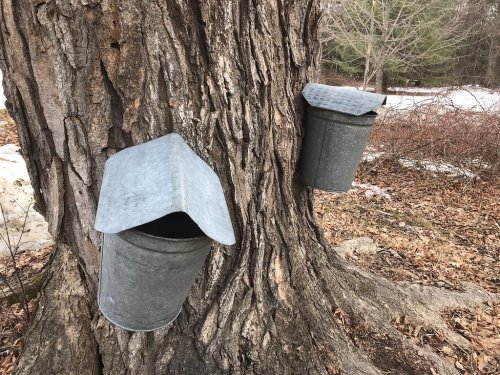 Two metal sap buckets attached to a tree trunk, with a snowy ground and bare branches in the background.
