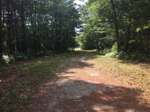 A dirt path through a lush green forest, surrounded by trees and dappled sunlight.