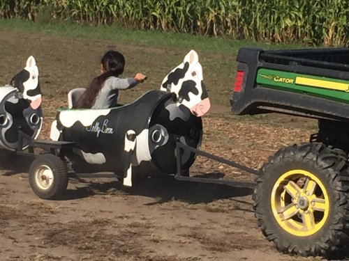 A child rides in a cow-shaped cart being pulled by a vehicle on a farm. Cornfield in the background.
