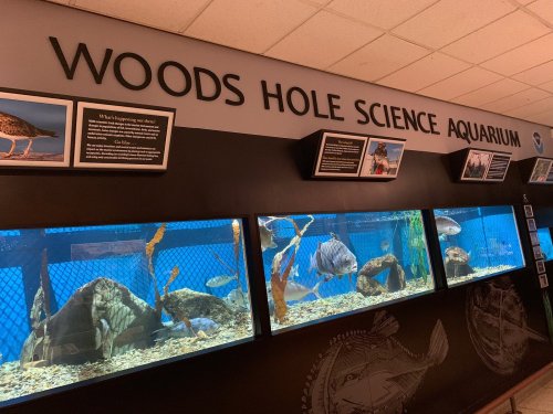 Aquarium display at Woods Hole Science Aquarium featuring various fish and informative panels on the wall.