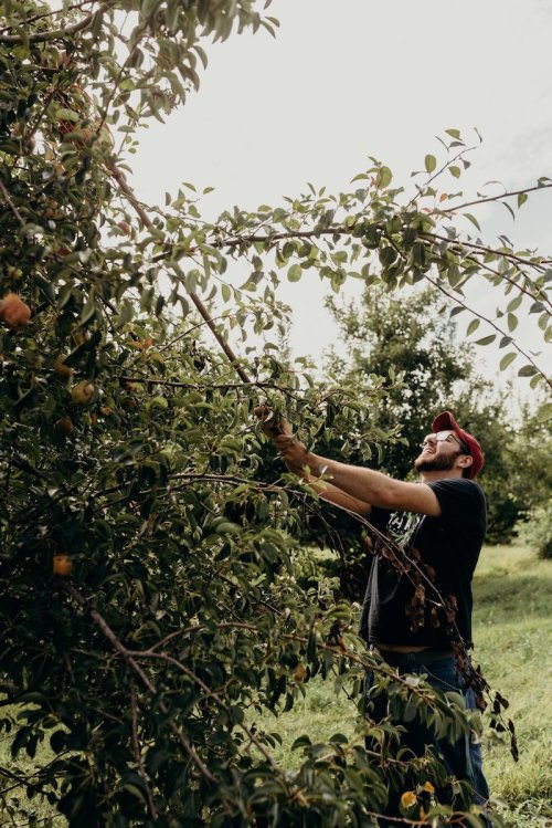 A man in a red cap reaches up to pick fruit from a tree in an orchard on a sunny day.