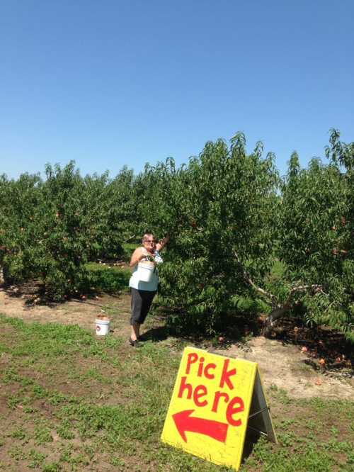 A person stands in a peach orchard holding fruit, next to a sign that says "Pick here" with an arrow pointing left.