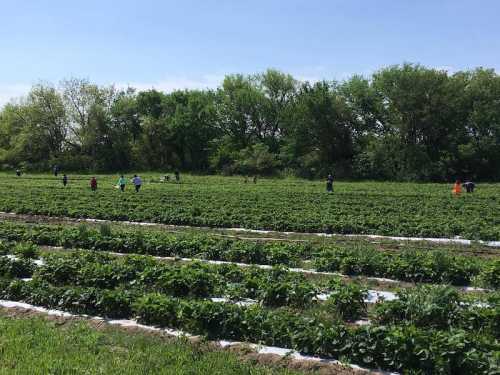 People picking strawberries in a lush green field under a clear blue sky. Rows of plants stretch into the distance.