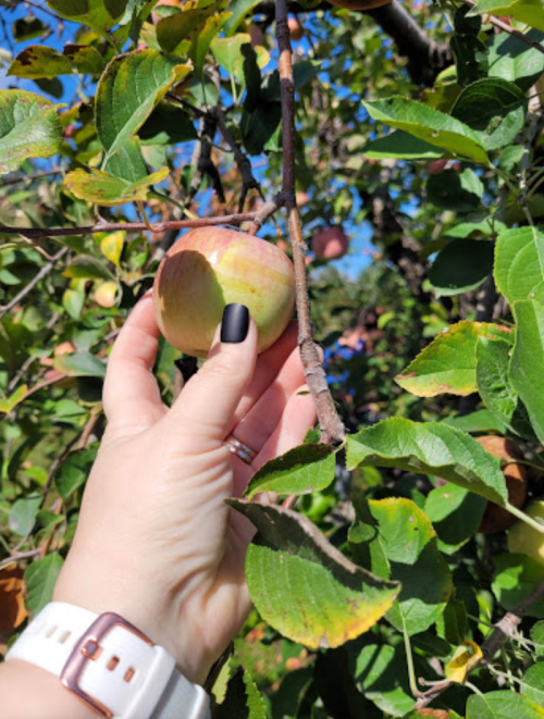 A hand holding an apple on a branch, surrounded by green leaves under a clear blue sky.
