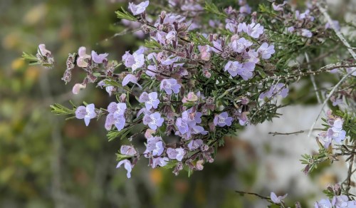 A cluster of delicate purple flowers blooming among green foliage.