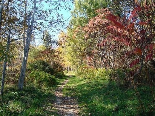A serene forest path surrounded by vibrant autumn foliage and trees under a clear blue sky.