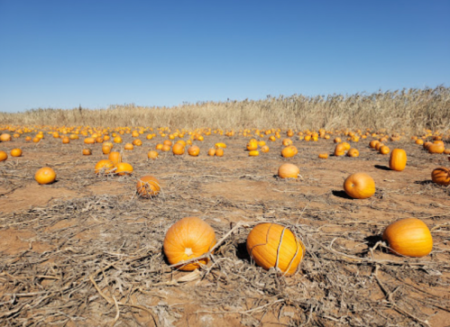 A field of orange pumpkins scattered across dry soil under a clear blue sky.