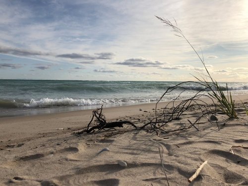 A sandy beach with gentle waves, a piece of driftwood, and grass against a cloudy sky.