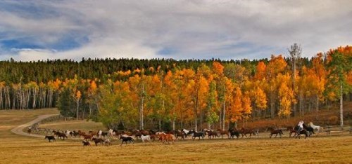A herd of horses gallops through a vibrant autumn landscape with colorful trees and a winding dirt path.