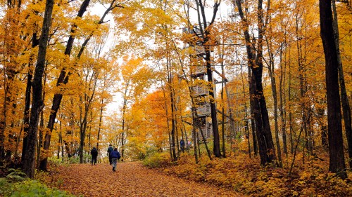 A scenic forest path lined with vibrant autumn trees, with people walking among the colorful foliage.