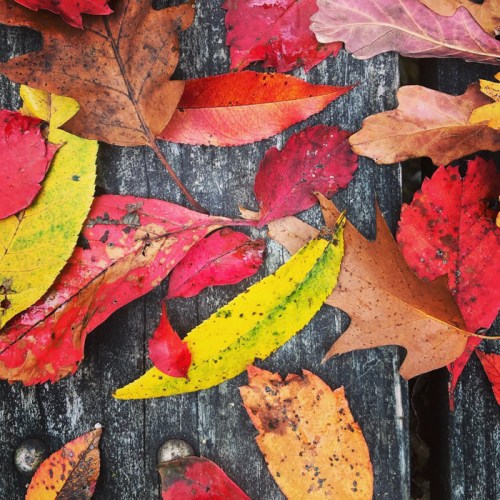 A variety of colorful autumn leaves in red, yellow, and orange scattered on a wooden surface.