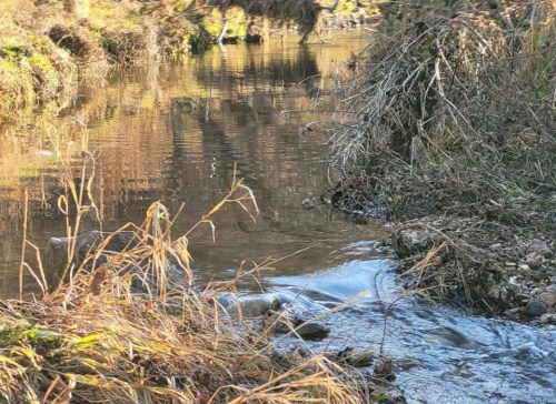 A serene stream flows through a grassy area, reflecting trees and sunlight on its surface.
