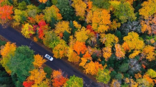 Aerial view of a winding road surrounded by vibrant autumn foliage in shades of orange, yellow, and green.